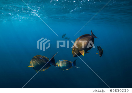 School of tropical fish in blue ocean. Underwater sea world with fishes. 69850239