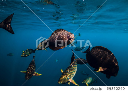 School of tropical fish in blue ocean. Underwater sea world with fishes. 69850240
