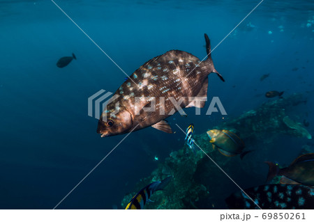 School of tropical fish in blue ocean. Underwater sea world with fishes. 69850261