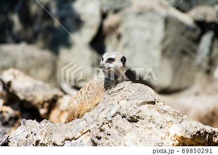 岩の上で遠くを見るミーアキャット エジンバラ動物園にて 岩の上で遠くを見るミーアキャット エジンバラ動物園にて 69850291