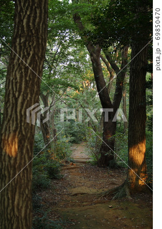 森の奥へと続く道の写真素材 69850470 Pixta