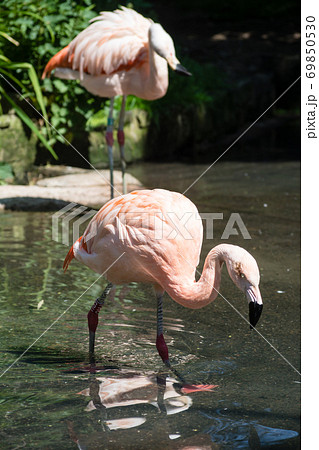 ピンクのきれいなフラミンゴ エジンバラ動物園にて ピンクのきれいなフラミンゴ エジンバラ動物園にて 69850530