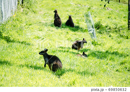 芝生の上でたたずむワラビーたち　エジンバラ動物園にて 69850632