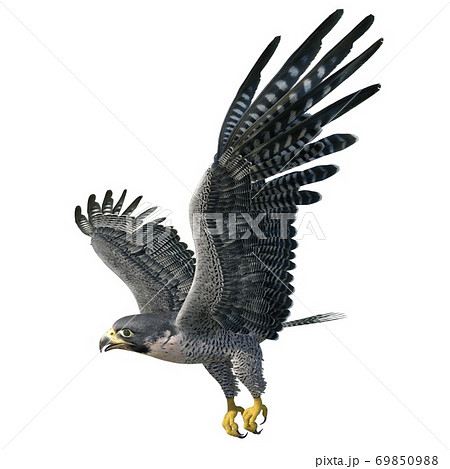 Peregrine Falcon 3d Illustration Isolated On Stock Illustration
