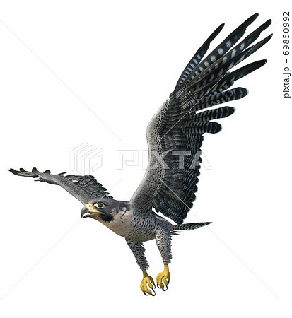 Peregrine Falcon 3d Illustration Isolated On のイラスト素材