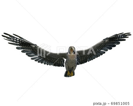 Peregrine Falcon 3d illustration isolated on white background 69851005