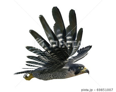 Peregrine Falcon 3d illustration isolated on white background 69851007
