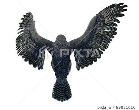 Peregrine Falcon 3d Illustration Isolated On のイラスト素材