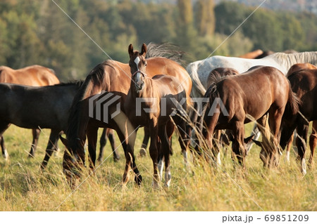 Foals and mares in the meadow at dawn 69851209