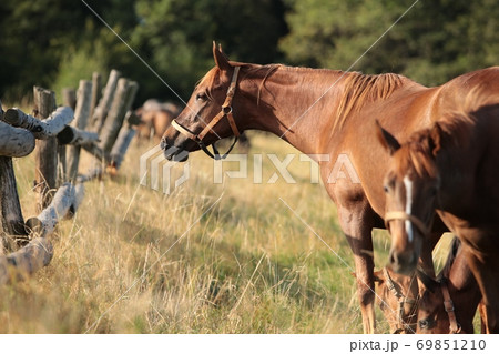 The mare looks at the other horses in the morning 69851210
