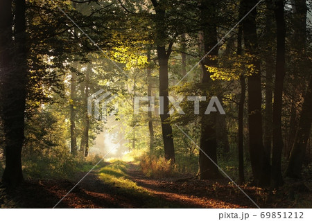 Forest path on a misty early autumn morning 69851212