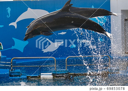 インテリア写真 イルカショー 躍動感溢れるイルカショーの写真素材 [69853078] - PIXTA