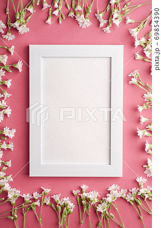 White empty photo frame mockup with mouse-ear chickweed flowers on pink purple background, top view copy space White empty photo frame mockup with mouse-ear chickweed flowers on pink purple background, top view copy space 69854390