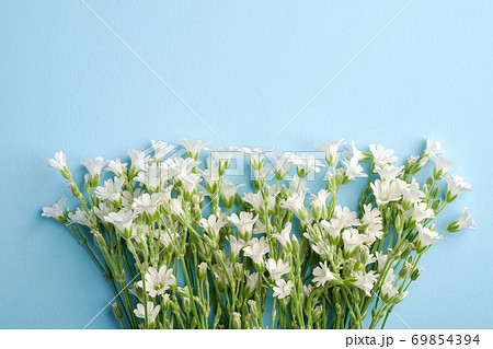 White mouse-ear chickweed flowers on blue background, top view copy space White mouse-ear chickweed flowers on blue background, top view copy space 69854394