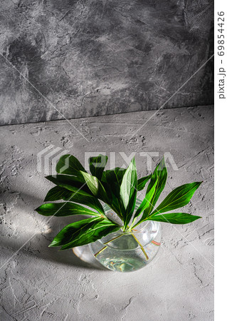Peony green leaves in glass sphere vase with water on textured stone background, angle view Peony green leaves in glass sphere vase with water on textured stone background, angle view 69854426