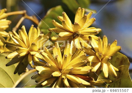 カンレンボクの実 カンレンボクの実 69855507