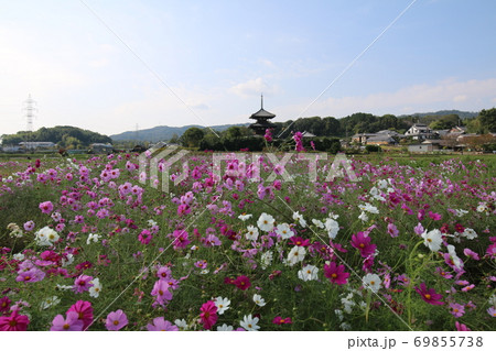 奈良県斑鳩町法起寺の2019年10月27日のコスモス 奈良県斑鳩町法起寺の2019年10月27日のコスモス 69855738