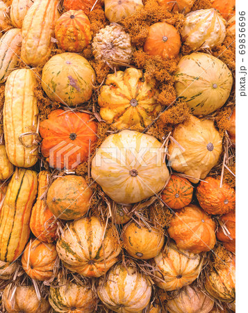 Bright orange and yellow pumpkins on straw. Autumn crop. Fall season background with colorful vegetables. 69856696