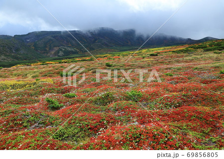 黒岳の紅葉 69856805