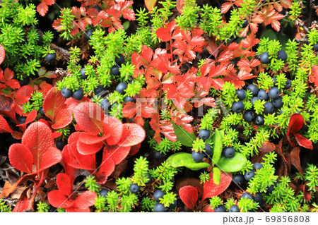 ウラシマツツジとベリー 69856808