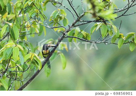 Collared Aracari, Pteroglossus torquatus, bird with big bill. Costarica forest. Collared Aracari, Pteroglossus torquatus, bird with big bill. Costarica forest. 69856901