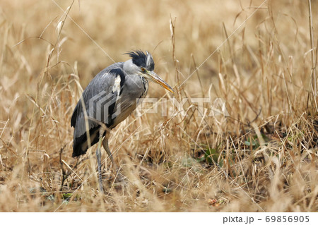 Grey Heron - Ardea cinerea, large common gray heron from lakes and rivers, Czech republic 69856905