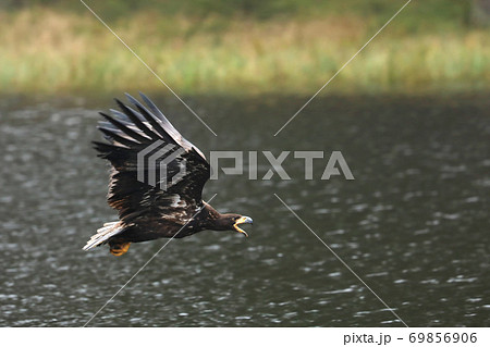 White-tailed Eagle, Haliaeetus albicilla, fly above the water, with brown grass in background, Poland White-tailed Eagle, Haliaeetus albicilla, fly above the water, with brown grass in background, Poland 69856906