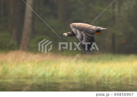 Eurasian sea eagle fly above the pond in late summer. Haliaeetus albicilla Eurasian sea eagle fly above the pond in late summer. Haliaeetus albicilla 69856907