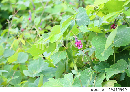 クズの花 69856940