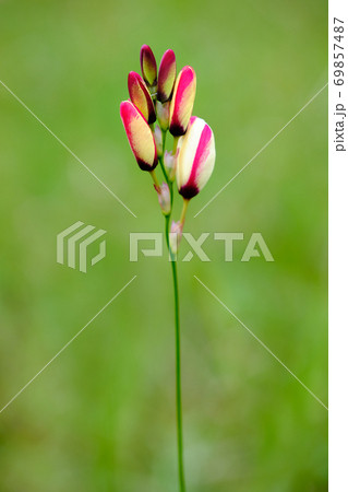 beautiful red-white flower in the field beautiful red-white flower in the field 69857487