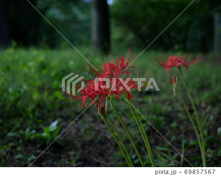 彼岸花 69857567