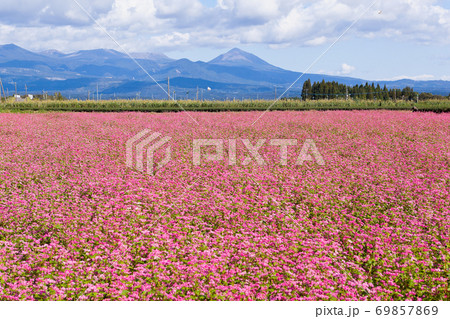 赤そばの花畑から霧島連山を望む 69857869