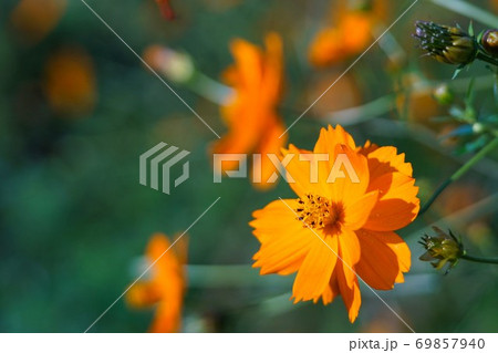 秋の花 秋の花 69857940