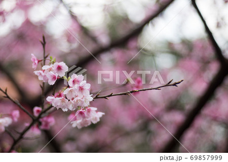 桜 さくら サクラ 69857999