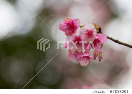 桜 さくら サクラ 69858001