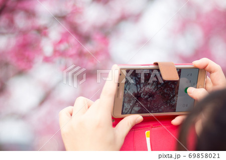 桜 さくら サクラ 69858021