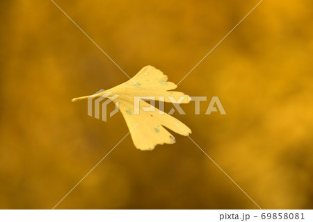 北鎌倉の円覚寺で見つけたイチョウの葉 69858081