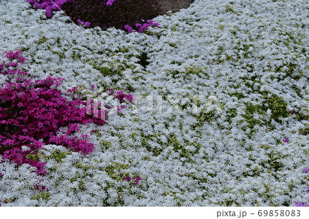 白の中の桃色がはみ出している芝桜の写真素材