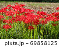 田んぼの畦に咲いていた彼岸花 69858125
