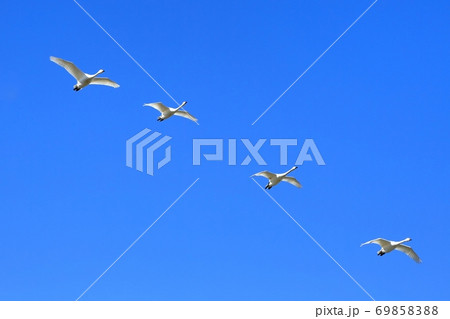 安曇野・遊水地の白鳥 安曇野・遊水地の白鳥 69858388