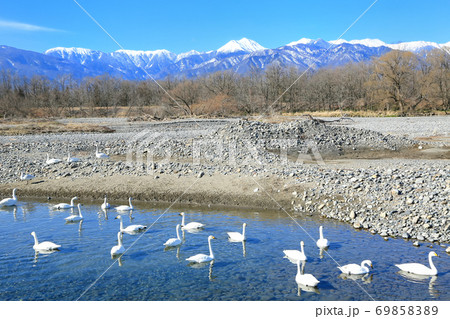 安曇野・遊水地の白鳥と北アルプス 安曇野・遊水地の白鳥と北アルプス 69858389
