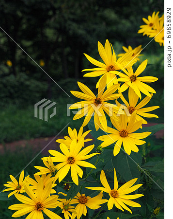 キクイモ キクイモ 69858929