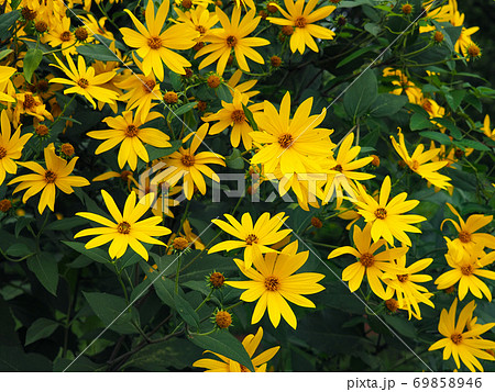 キクイモ 69858946