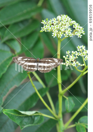 カラスザンショウの花で吸蜜するコミスジ 9月撮影 カラスザンショウの花で吸蜜するコミスジ 9月撮影 69859956