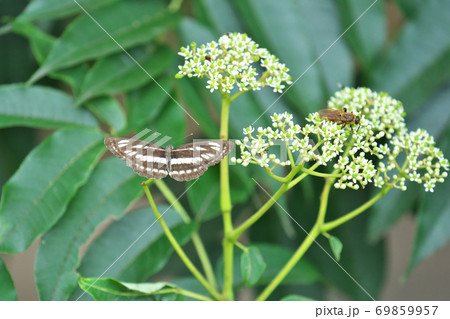 カラスザンショウの花には昆虫がたくさん集まります 9月撮影 カラスザンショウの花には昆虫がたくさん集まります 9月撮影 69859957