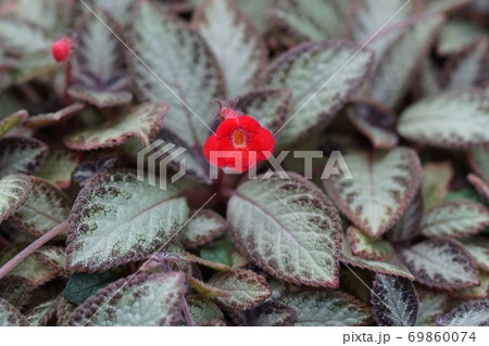 9月　相模原34エピスキア アカジョウ･イワタバコ科･トロピカルガーデン･県立相模原公園 69860074