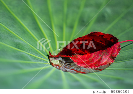 青葉と紅葉 青葉と紅葉 69860105