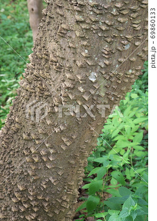 トゲが落ちた跡がいぼ状の突起になっているカラスザンショウの幹の写真素材