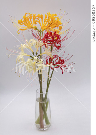 彼岸花の切り花の写真素材
