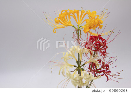 彼岸花の切り花の写真素材